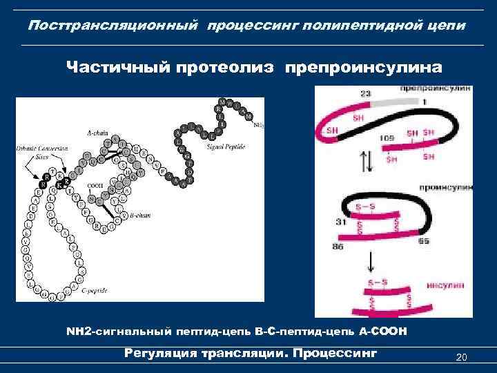 Посттрансляционный процессинг полипептидной цепи Частичный протеолиз препроинсулина NН 2 -сигнальный пептид-цепь В-С-пептид-цепь А-СООН Регуляция