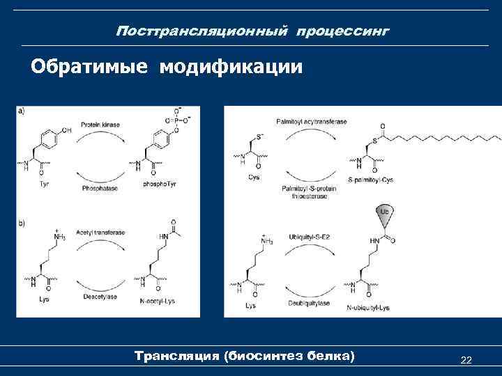 Посттрансляционный процессинг Обратимые модификации Трансляция (биосинтез белка) 22 