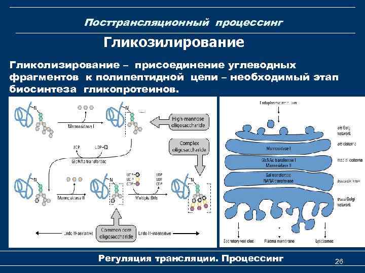 Гликогенолиз биохимия схема