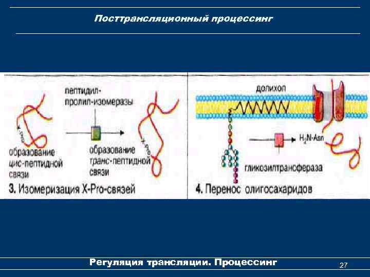 Посттрансляционный процессинг Регуляция трансляции. Процессинг 27 