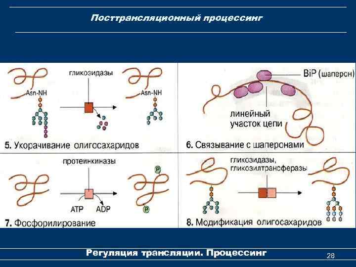 Посттрансляционный процессинг Регуляция трансляции. Процессинг 28 