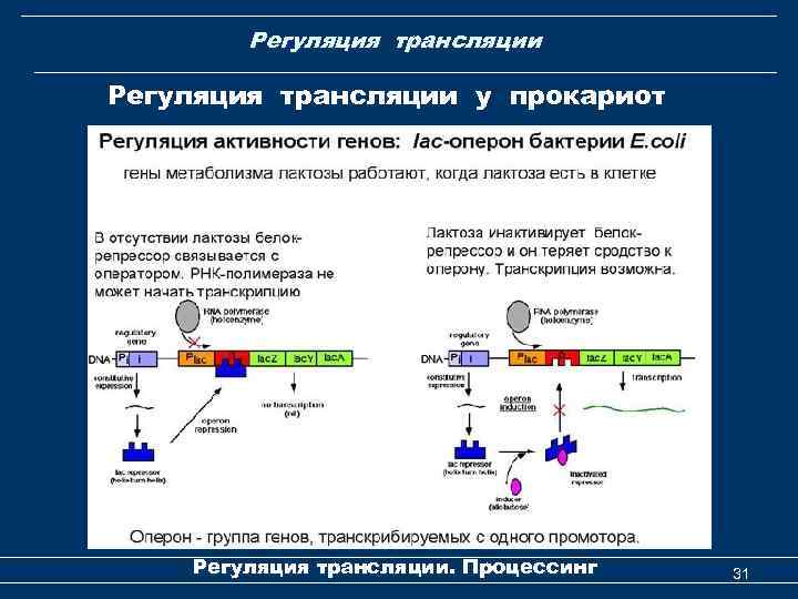 Регуляция трансляции у прокариот Регуляция трансляции. Процессинг 31 