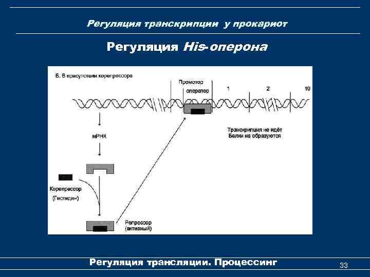 Регуляция транскрипции у прокариот Регуляция His-оперона Регуляция трансляции. Процессинг 33 