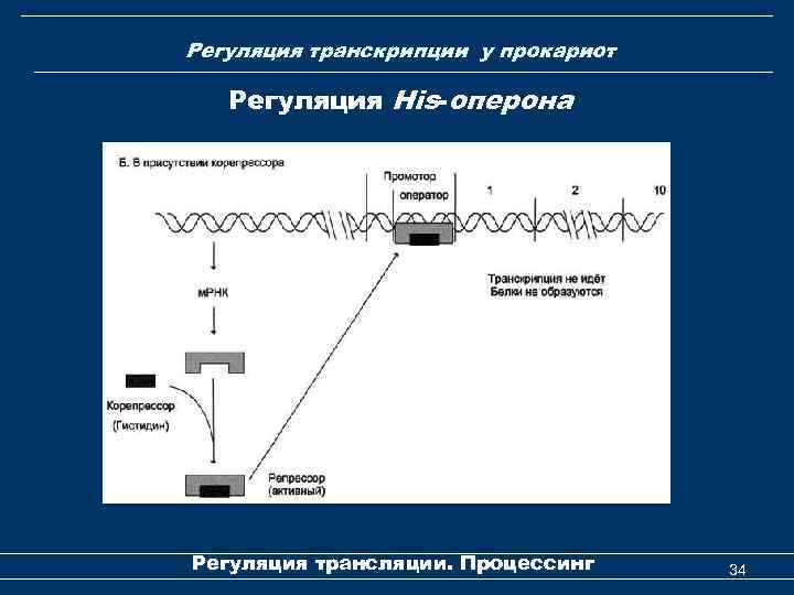 Регуляция транскрипции у прокариот Регуляция His-оперона Регуляция трансляции. Процессинг 34 