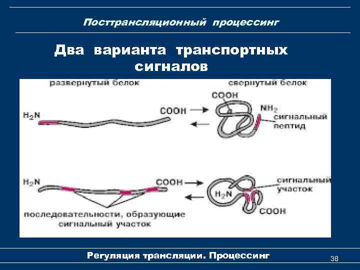 Посттрансляционный процессинг Два варианта транспортных сигналов Регуляция трансляции. Процессинг 38 