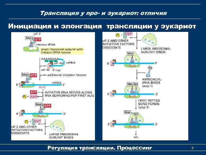Трансляция у про- и эукариот: отличия Инициация и элонгация трансляции у эукариот Регуляция трансляции.