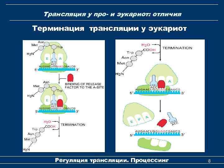 Трансляция у про- и эукариот: отличия Терминация трансляции у эукариот Регуляция трансляции. Процессинг 8