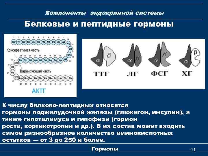 Компоненты эндокринной системы Белковые и пептидные гормоны К числу белково-пептидных относятся гормоны поджелудочной железы