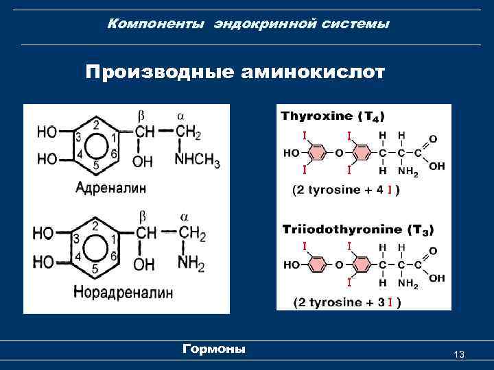 Компоненты эндокринной системы Производные аминокислот Гормоны 13 