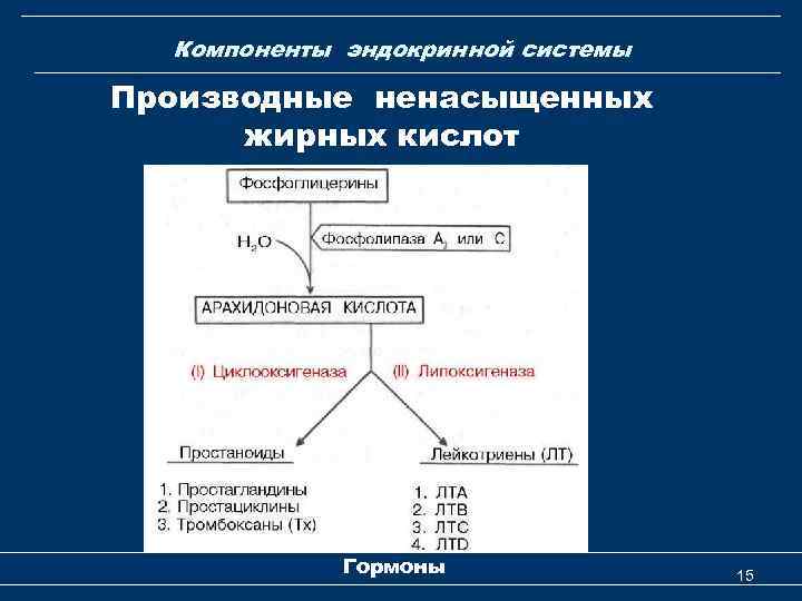 Компоненты эндокринной системы Производные ненасыщенных жирных кислот Гормоны 15 