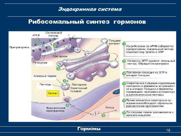 Эндокринная система Рибосомальный синтез гормонов Гормоны 18 