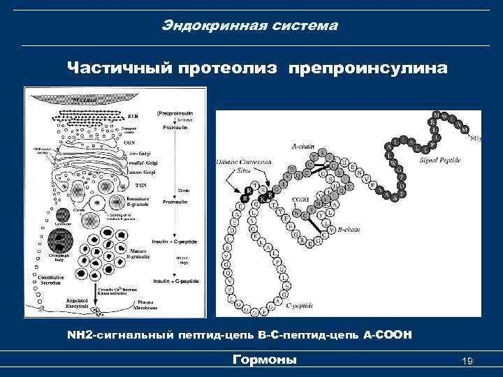 Эндокринная система Частичный протеолиз препроинсулина NН 2 -сигнальный пептид-цепь В-С-пептид-цепь А-СООН Гормоны 19 