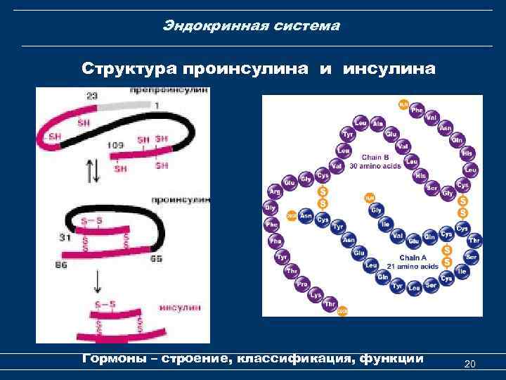 Эндокринная система Структура проинсулина и инсулина Гормоны – строение, классификация, функции 20 