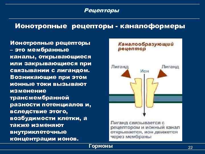 Рецепторы Ионотропные рецепторы - каналоформеры Ионотропные рецепторы – это мембранные каналы, открывающиеся или закрывающиеся