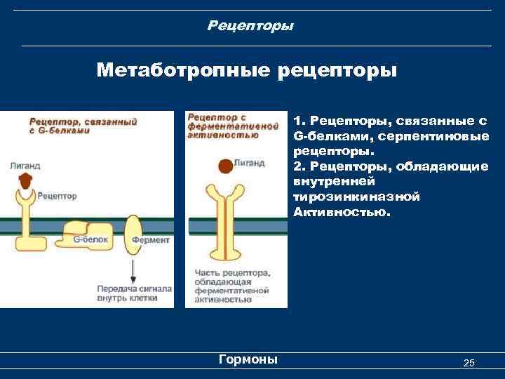 Рецепторы Метаботропные рецепторы 1. Рецепторы, связанные с G-белками, серпентиновые рецепторы. 2. Рецепторы, обладающие внутренней