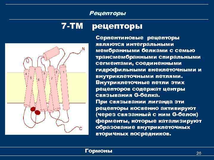 Рецепторы 7 -ТМ рецепторы Серпентиновые рецепторы являются интегральными мембранными белками с семью трансмембранными спиральными