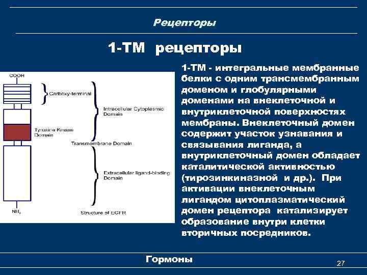 Рецепторы 1 -ТМ рецепторы 1 -TM - интегральные мембранные белки с одним трансмембранным доменом