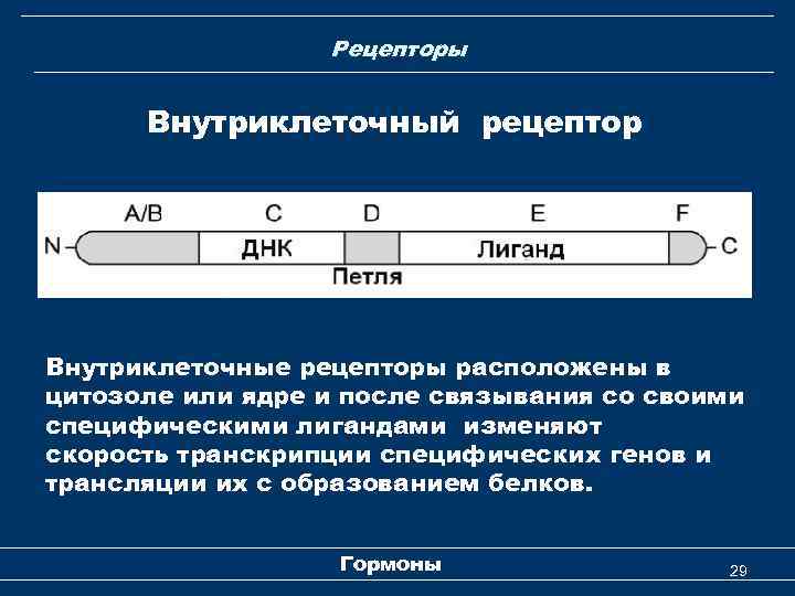 Рецепторы Внутриклеточный рецептор Внутриклеточные рецепторы расположены в цитозоле или ядре и после связывания со