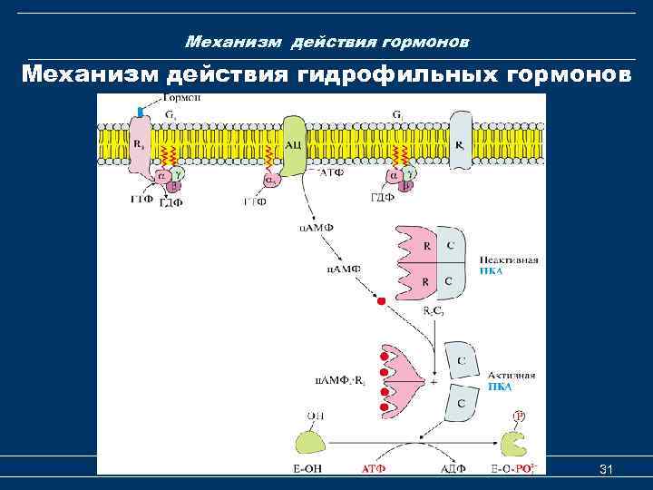 Механизм действия гормонов Механизм действия гидрофильных гормонов Гормоны 31 