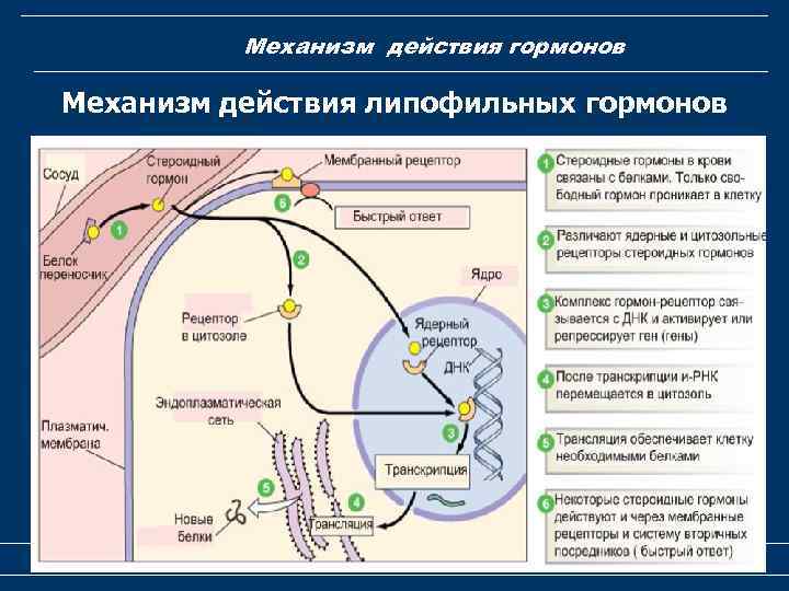 Механизм действия гормонов Механизм действия липофильных гормонов Гормоны 32 