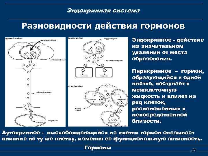 Эндокринная система Разновидности действия гормонов Эндокринное - действие на значительном удалении от места образования.