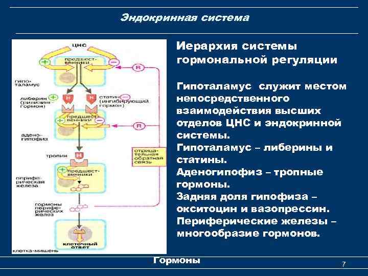 Эндокринная система Иерархия системы гормональной регуляции Гипоталамус служит местом непосредственного взаимодействия высших отделов ЦНС