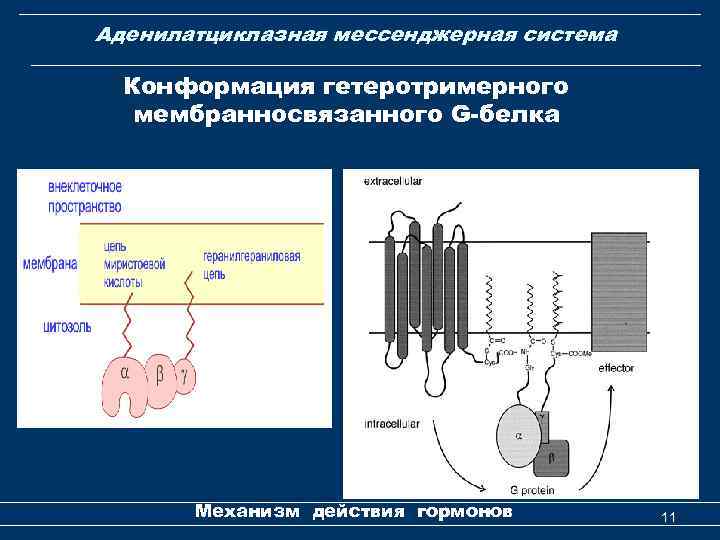 Аденилатциклазная мессенджерная система Конформация гетеротримерного мембранносвязанного G-белка Механизм действия гормонов 11 