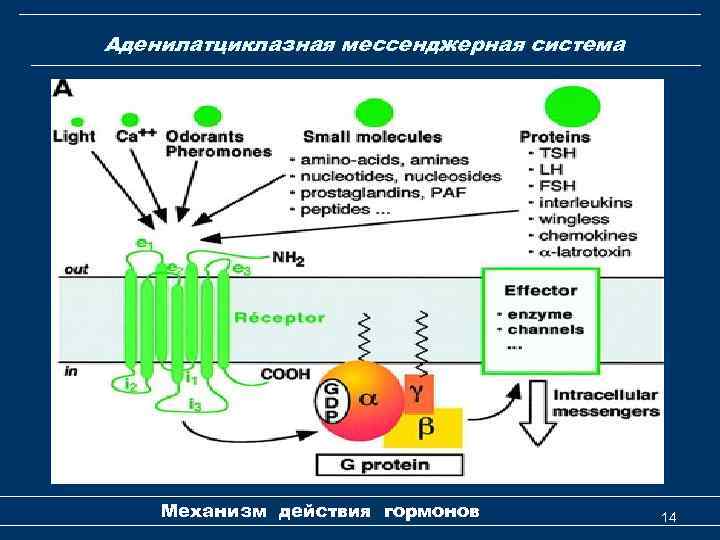 Аденилатциклазная мессенджерная система Механизм действия гормонов 14 