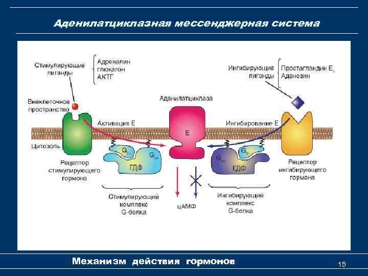 Аденилатциклазная мессенджерная система Механизм действия гормонов 15 