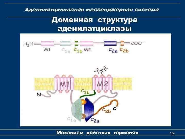 Аденилатциклазная мессенджерная система Доменная структура аденилатциклазы Механизм действия гормонов 16 