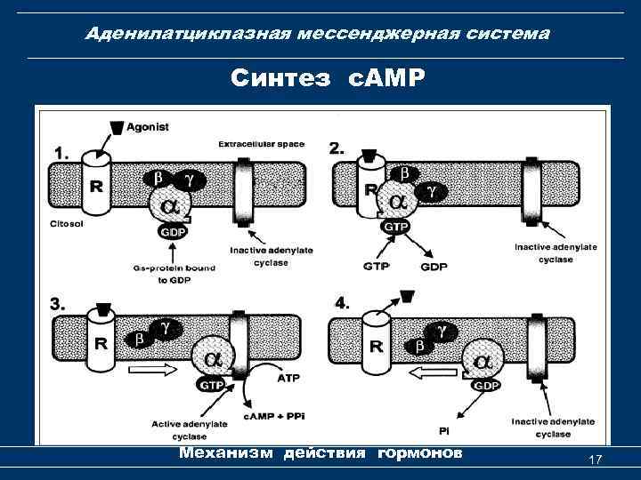 Аденилатциклазная мессенджерная система Синтез с. АМР Механизм действия гормонов 17 