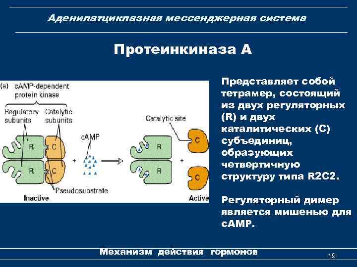 Аденилатциклазная мессенджерная система Протеинкиназа А Представляет собой тетрамер, состоящий из двух регуляторных (R) и