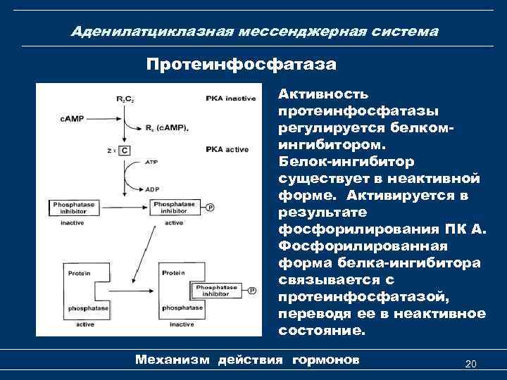 Аденилатциклазная мессенджерная система Протеинфосфатаза Активность протеинфосфатазы регулируется белкомингибитором. Белок-ингибитор существует в неактивной форме. Активируется