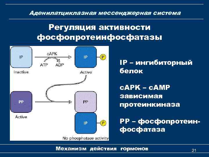 Аденилатциклазная мессенджерная система Регуляция активности фосфопротеинфосфатазы IP – ингибиторный белок c. APK – с.