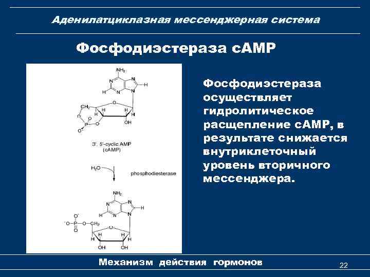 Аденилатциклазная мессенджерная система Фосфодиэстераза с. АМР Фосфодиэстераза осуществляет гидролитическое расщепление с. АМР, в результате