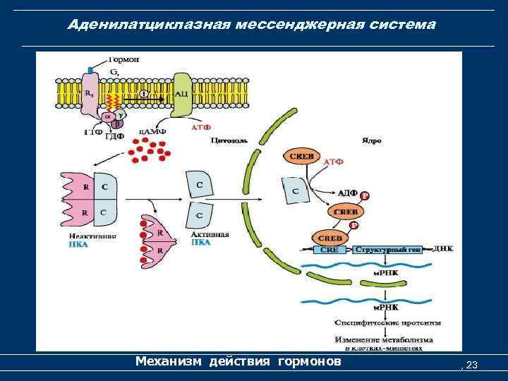 Аденилатциклазная мессенджерная система Механизм действия гормонов , 23 