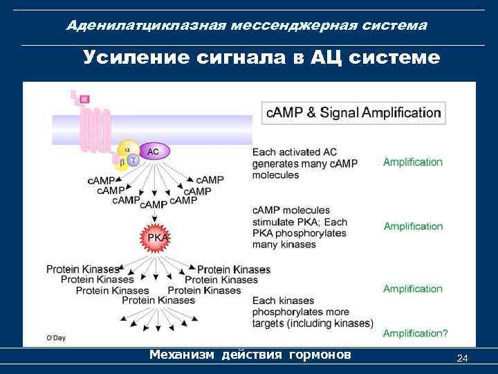 Аденилатциклазная мессенджерная система Усиление сигнала в АЦ системе Механизм действия гормонов 24 