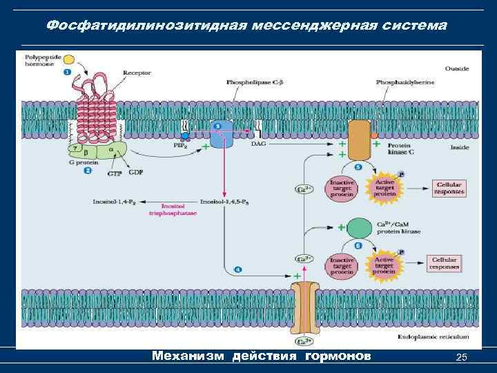 Фосфатидилинозитидная мессенджерная система Механизм действия гормонов 25 