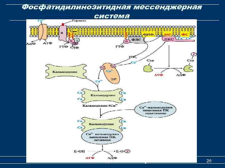 Фосфатидилинозитидная мессенджерная система Механизм действия гормонов 26 