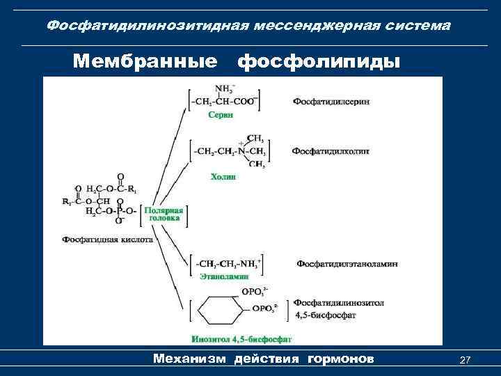 Фосфатидилинозитидная мессенджерная система Мембранные фосфолипиды Механизм действия гормонов 27 