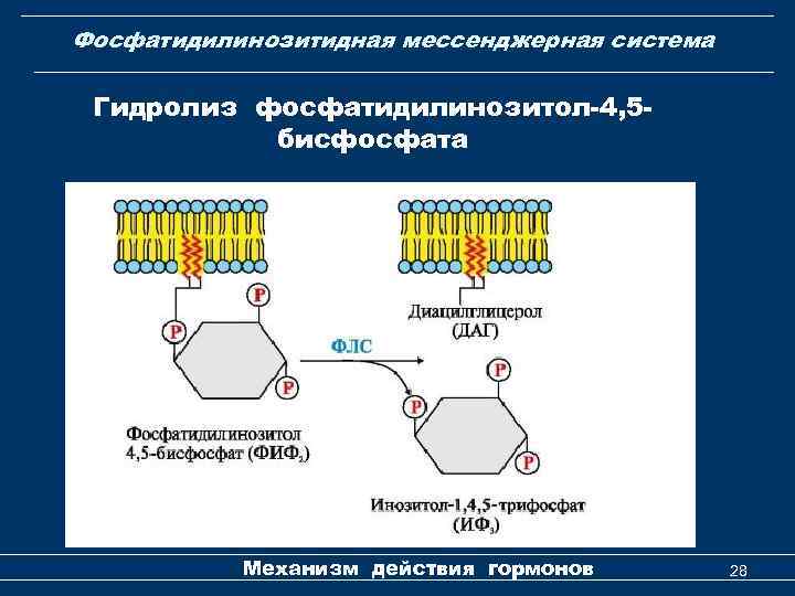 Фосфатидилинозитидная мессенджерная система Гидролиз фосфатидилинозитол-4, 5 бисфосфата Механизм действия гормонов 28 