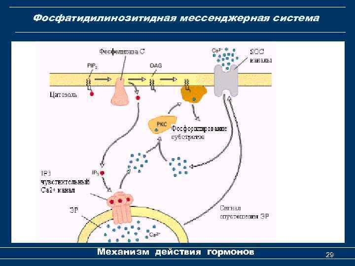 Фосфатидилинозитидная мессенджерная система Механизм действия гормонов 29 