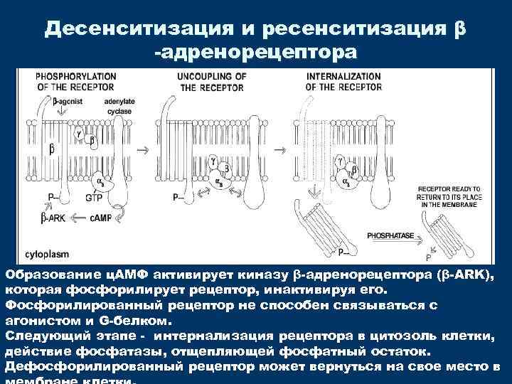 Десенситизация и ресенситизация β -адренорецептора Образование ц. АМФ активирует киназу β-адренорецептора (β-ARK), которая фосфорилирует