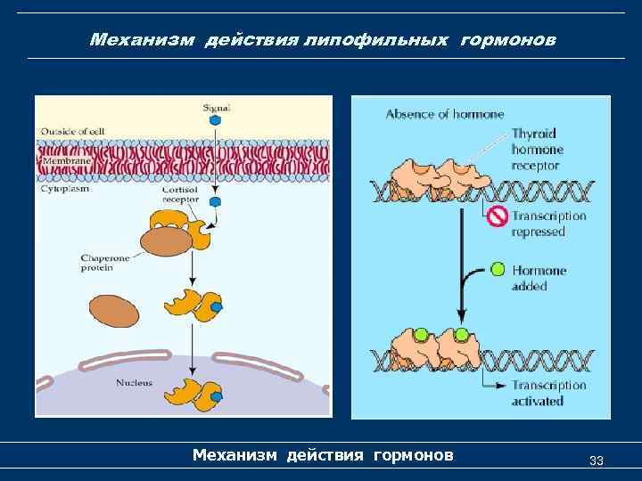 Механизм действия липофильных гормонов Механизм действия гормонов 33 