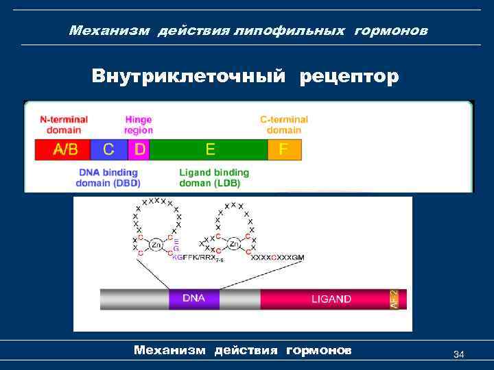 Механизм действия липофильных гормонов Внутриклеточный рецептор Механизм действия гормонов 34 