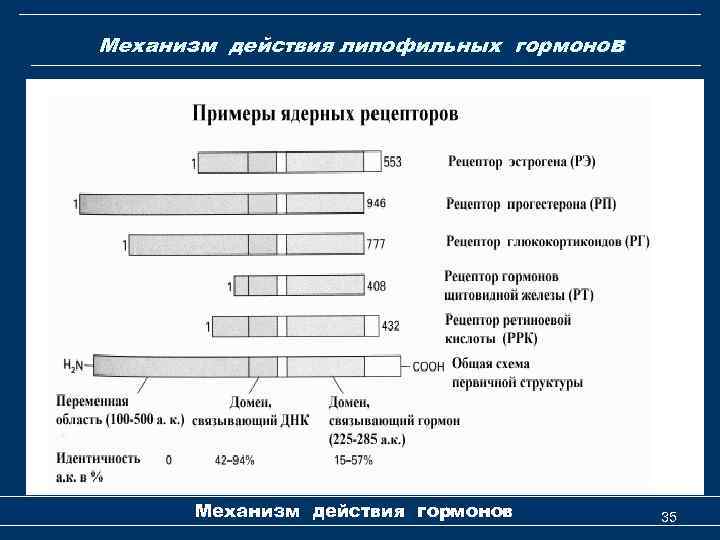 Механизм действия липофильных гормонов Механизм действия гормонов 35 