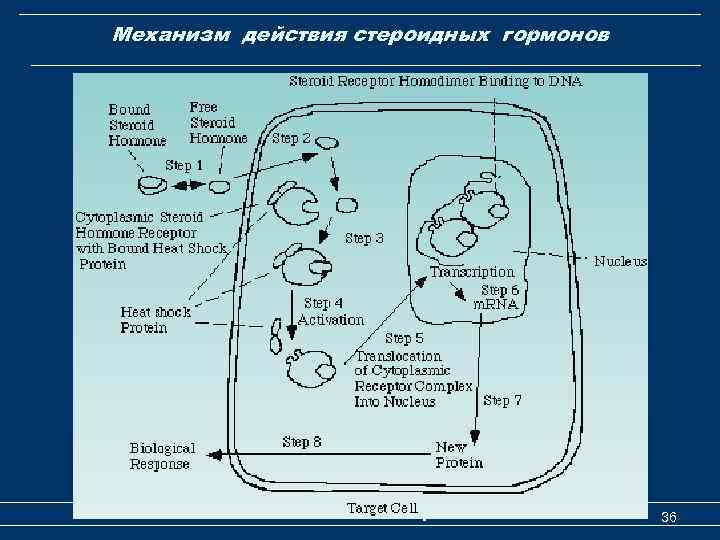 Механизм действия стероидных гормонов Механизм действия гормонов 36 