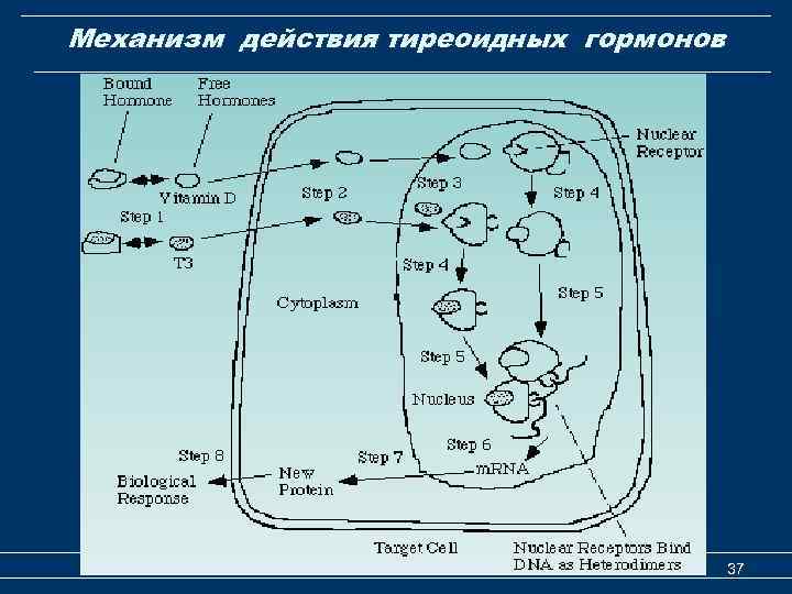 Механизм действия тиреоидных гормонов Механизм действия гормонов 37 