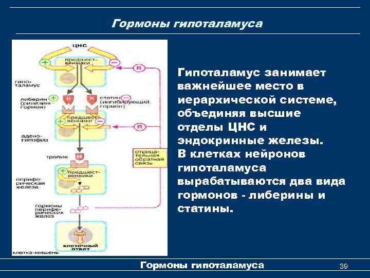 Гормоны гипоталамуса Гипоталамус занимает важнейшее место в иерархической системе, объединяя высшие отделы ЦНС и