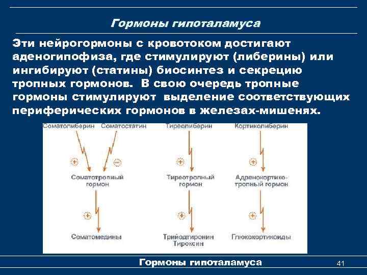 Гормоны гипоталамуса Эти нейрогормоны с кровотоком достигают аденогипофиза, где стимулируют (либерины) или ингибируют (статины)